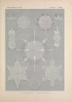 An illustration from Kunstformen der Natur (Tafel 41) BHL47388175 (1899)