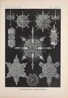 An illustration from Kunstformen der Natur (Tafel 41) BHL47388177 (1899)