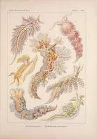 An illustration from Kunstformen der Natur (Tafel 43) BHL47388185 (1899)