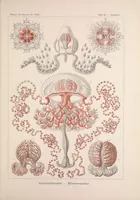 An illustration from Kunstformen der Natur (Tafel 9) BHL47387994 (1899)