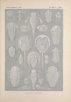 An illustration from Kunstformen der Natur (Tafel 47) BHL47388203 (1899)