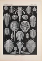 An illustration from Kunstformen der Natur (Tafel 47) BHL47388205 (1899)
