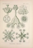 An illustration from Kunstformen der Natur (Tafel 48) BHL47388209 (1899)