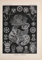 An illustration from Kunstformen der Natur (Tafel 95) (6197334707) (1904)