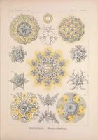 An illustration from Kunstformen der Natur (Tafel 51) BHL47388231 (1899)