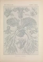 An illustration from Kunstformen der Natur (Tafel 52) BHL47388235 (1899)
