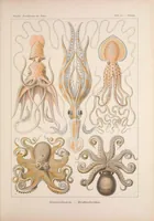 An illustration from Kunstformen der Natur (Tafel 54) BHL47388247 (1899)