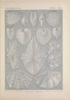 An illustration from Kunstformen der Natur (Tafel 55) BHL47388251 (1899)