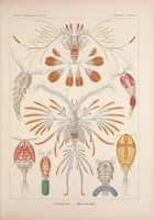 An illustration from Kunstformen der Natur (Tafel 56) BHL47388257 (1899)