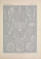 An illustration from Kunstformen der Natur (Tafel 57) BHL47388261 (1899)