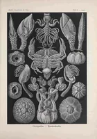 An illustration from Kunstformen der Natur (Tafel 57) BHL47388263 (1899)