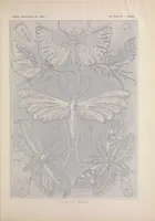An illustration from Kunstformen der Natur (Tafel 58) BHL47388267 (1899)