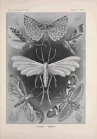 An illustration from Kunstformen der Natur (Tafel 58) BHL47388269 (1899)