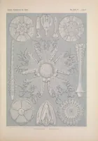 An illustration from Kunstformen der Natur (Tafel 60) BHL47388277 (1899)