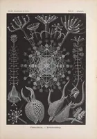 An illustration from Haeckel Amphoridea (1904)