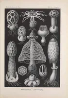 An illustration from Kunstformen der Natur (Tafel 93) (6197334283) (1904)