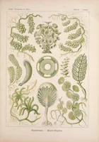 An illustration from Kunstformen der Natur (Tafel 64) BHL47388303 (1899)