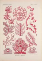 An illustration from Kunstformen der Natur (Tafel 65) BHL47388307 (1899)