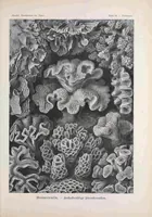 An illustration from Kunstformen der Natur (Tafel 9) (6197834362) (1904)