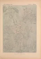 An illustration from Kunstformen der Natur (Tafel 72) BHL47388343 (1899)