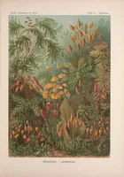 An illustration from Kunstformen der Natur (Tafel 72) BHL47388345 (1899)