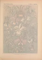 An illustration from Kunstformen der Natur (Tafel 74) (6197846292) (1904)