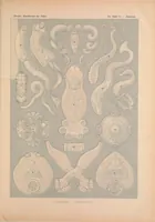 An illustration from Kunstformen der Natur (Tafel 75) BHL47388359 (1899)