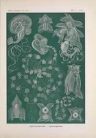 An illustration from Kunstformen der Natur (Tafel 77) BHL47388369 (1899)