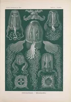An illustration from Kunstformen der Natur (Tafel 78) BHL47388373 (1899)