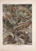An illustration from Kunstformen der Natur (Tafel 79) BHL47388377 (1899)