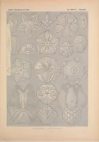 An illustration from Kunstformen der Natur (Tafel 55) (6197323013) (1904)