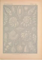 An illustration from Kunstformen der Natur (Tafel 81) BHL47388393 (1899)