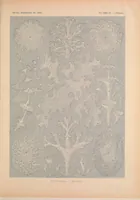 An illustration from Kunstformen der Natur (Tafel 15) (6197835198) (1904)