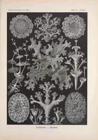 An illustration from Kunstformen der Natur (Tafel 83) BHL47388405 (1899)