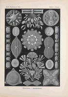 An illustration from Kunstformen der Natur (Tafel 84) BHL47388411 (1899)