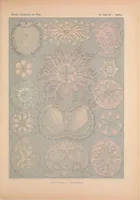 An illustration from Kunstformen der Natur (Tafel 85) BHL47388415 (1899)