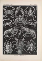An illustration from Kunstformen der Natur (Tafel 57) BHL47388261 (1899)