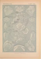 An illustration from Kunstformen der Natur (Tafel 75) BHL47388359 (1899)