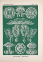 An illustration from Kunstformen der Natur (Tafel 38) (6197319245) (1904)
