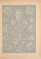 An illustration from Kunstformen der Natur (Tafel 90) BHL47388439 (1899)