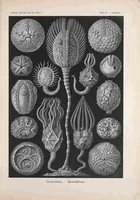 An illustration from Kunstformen der Natur (Tafel 56) BHL47388257 (1899)