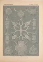 An illustration from Kunstformen der Natur (Tafel 91) BHL47388451 (1899)