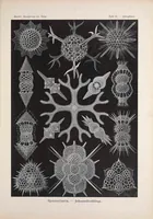 An illustration from Kunstformen der Natur (Tafel 24) (6197836342) (1904)
