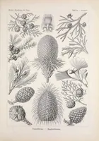 An illustration from Kunstformen der Natur (Tafel 25) BHL47388091 (1899)