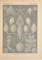 An illustration from Kunstformen der Natur (Tafel 95) BHL47388471 (1899)