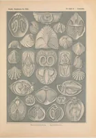 An illustration from Kunstformen der Natur (Tafel 97) BHL47388481 (1899)