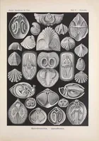 An illustration from Kunstformen der Natur (Tafel 2) (6197833068) (1904)