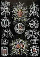 An illustration from Kunstformen der Natur (Tafel 41) (6197319945) (1904)