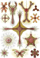 An illustration from Kunstformen der Natur (Tafel 46) (6197840096) (1904)