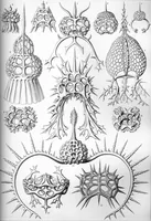 An illustration from Haeckel Spyroidea (1904)